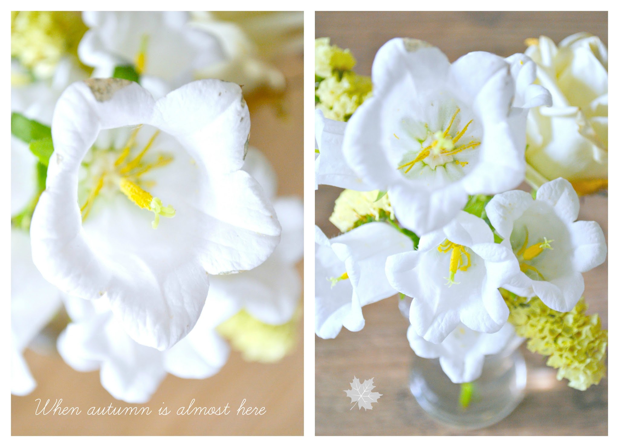 kwiaty biel