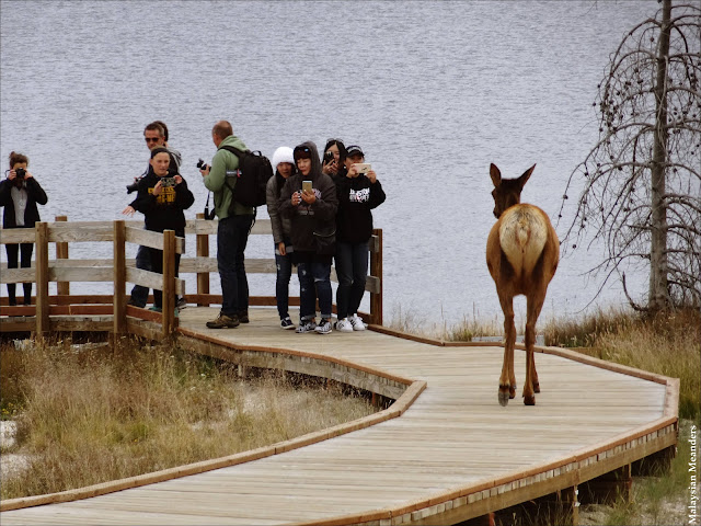 Yellowstone