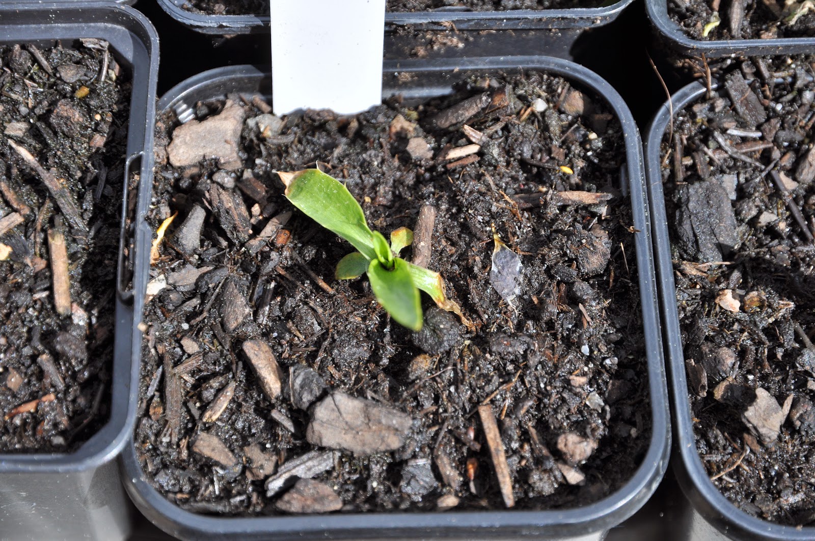 blumenerde ohne torf