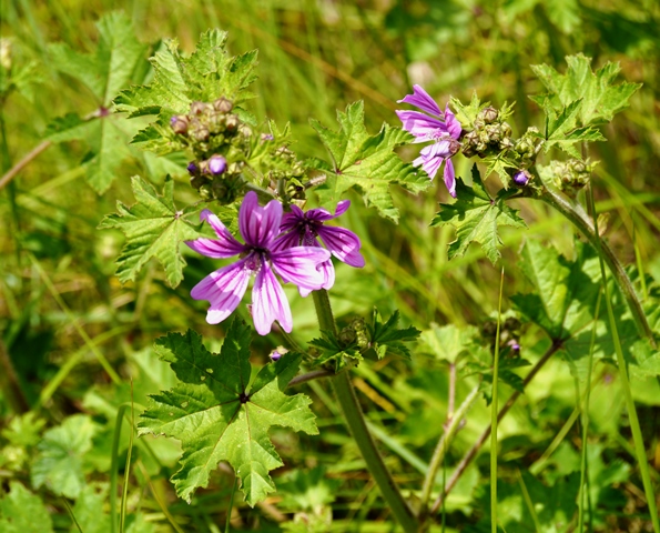 Instantes botánicos: Malvas: Malva sylvestris y Lavatera cretica