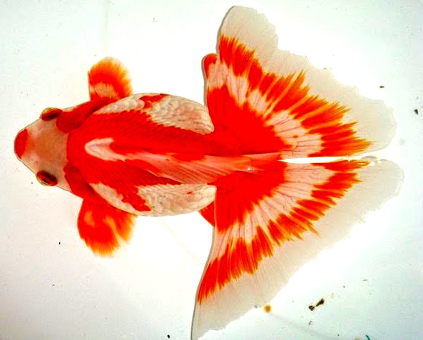 20 ANEKA RAGAM JENIS IKAN MAS KOKI - GOLDFISH