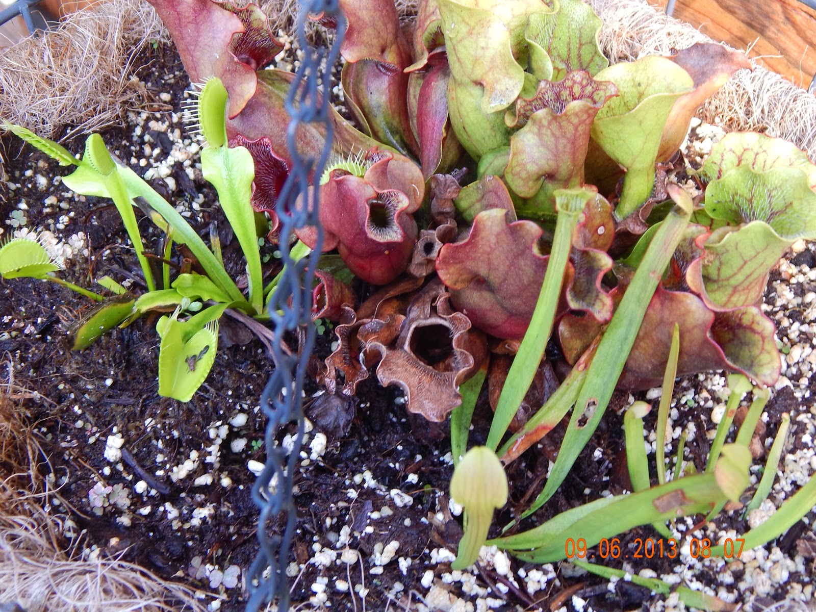 Fisher Remodelers Gardening Hints and Helps. Insect Eating Plants.