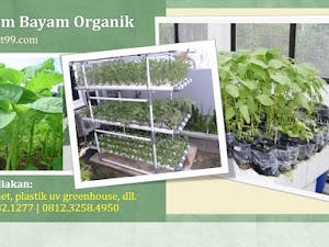 Cara Bertanam Bayam Organik di Rumah