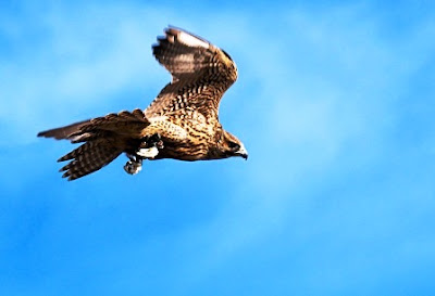 Halcón peregrino o Falco peregrinus
