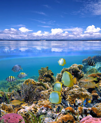 Fotografía submarina, peces, corales y arrecifes. - Fondo marino - Seascape