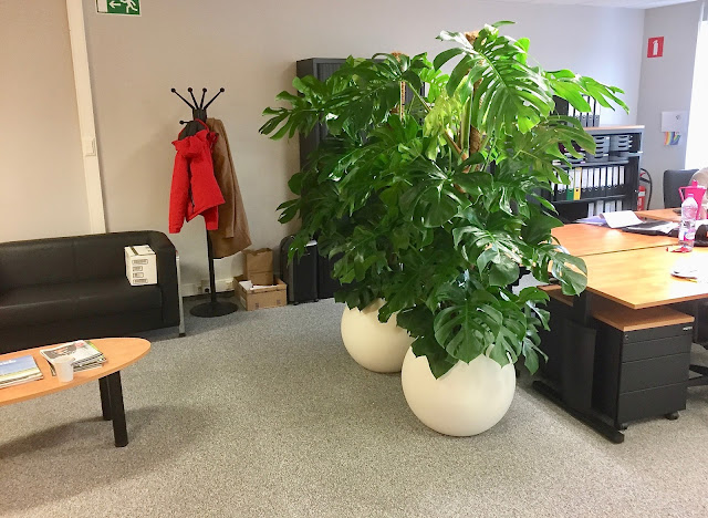 planten huren voor kantoor of bedrijf Antwerpen Gent Limburg Brussel Vlaams-brabant