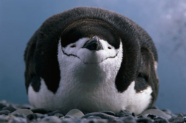Penguin-Chinstrap