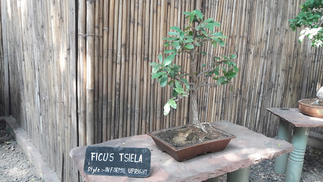 Ficus Tsila is a Informal Upright style plant