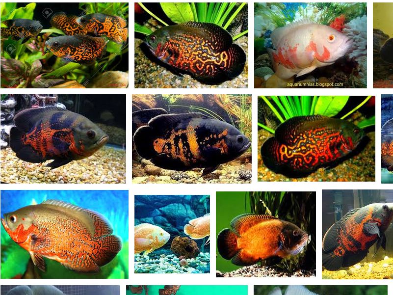 Ikan oscar batik
