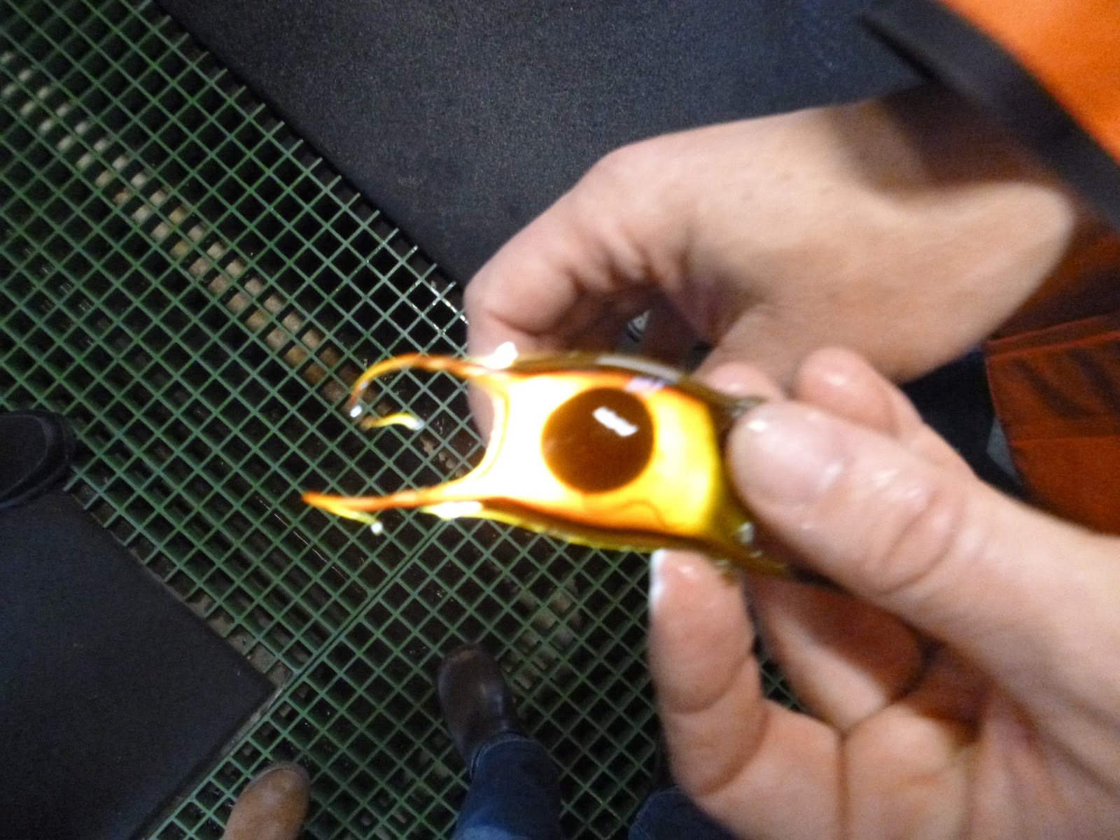 An Ocean Lover in Maine Disneyland for Marine Biologists (MBL's Marine