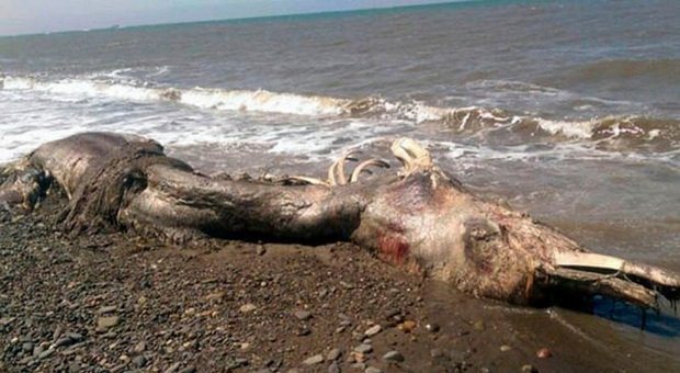 Monster Laut  Misterius  Terdampar di Pantai Rusia 