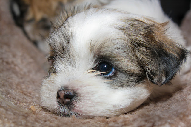 Shih tzu após1 hora sozinho