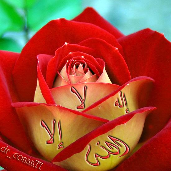 مجموعة منوعة من صور الورد مداد الجليد