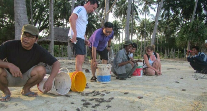 hatchling release hatchling release in karimunjawa