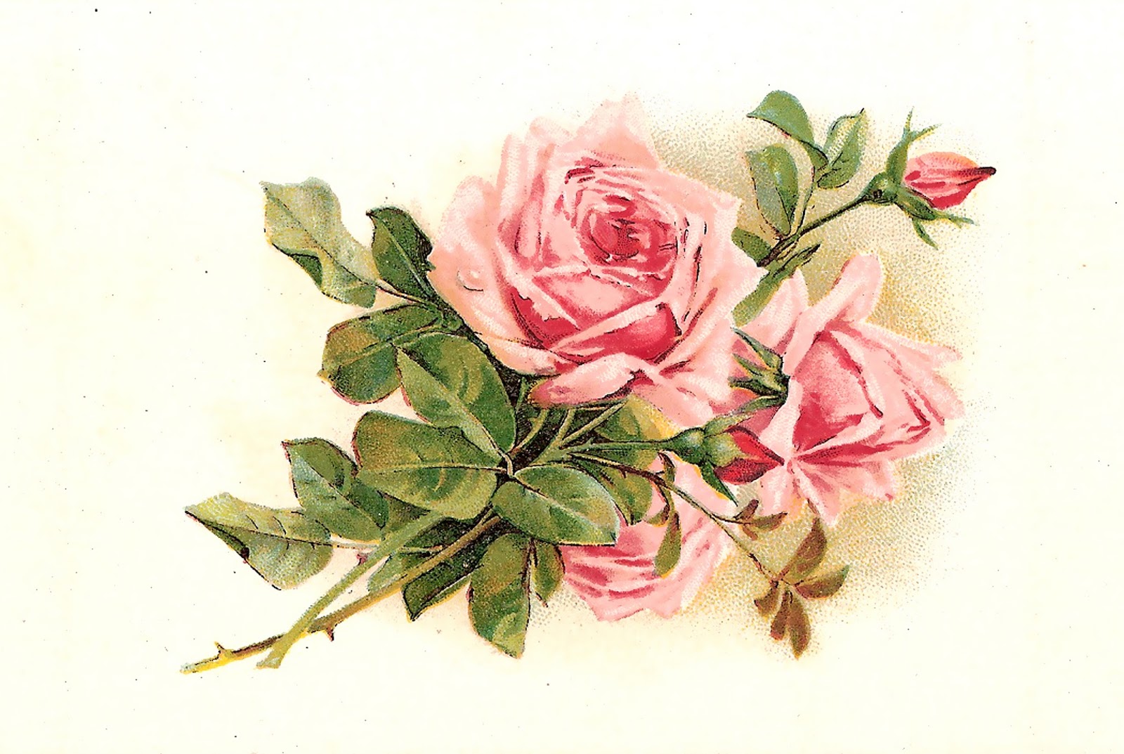 Blisse Design Studio: Vintage Art Roses Group Prints Postcard