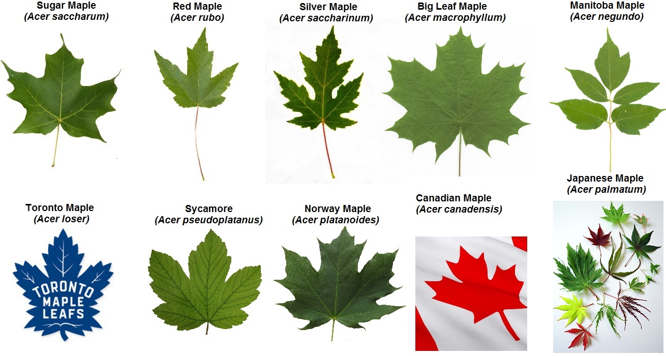 Maple leaves | Firewood Hoarders Club