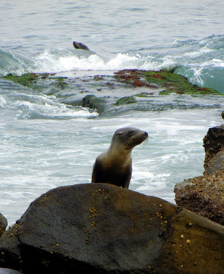 Baby seal