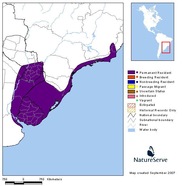 Burrito colorado (Laterallus leucopyrrhus)