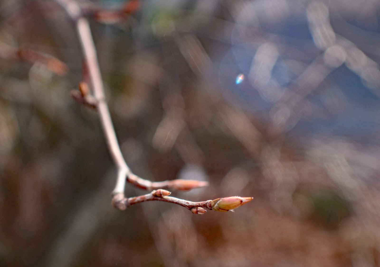 Ninebark Featuring New Plants Every Day