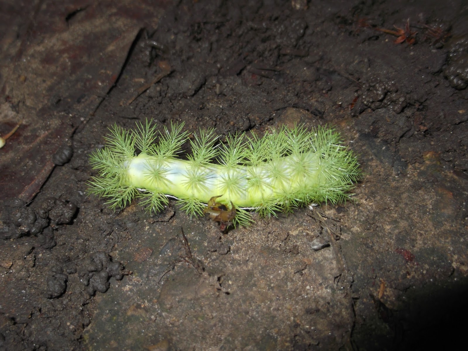 Diario de un naturalista aficionado: 8 de julio: Arboles de Guatemala