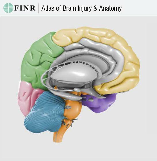 atlas+cerebro+online+interactivo+neuroan