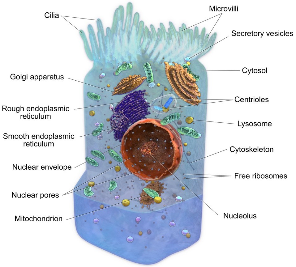 Creation Worldview : Life Has Been Created