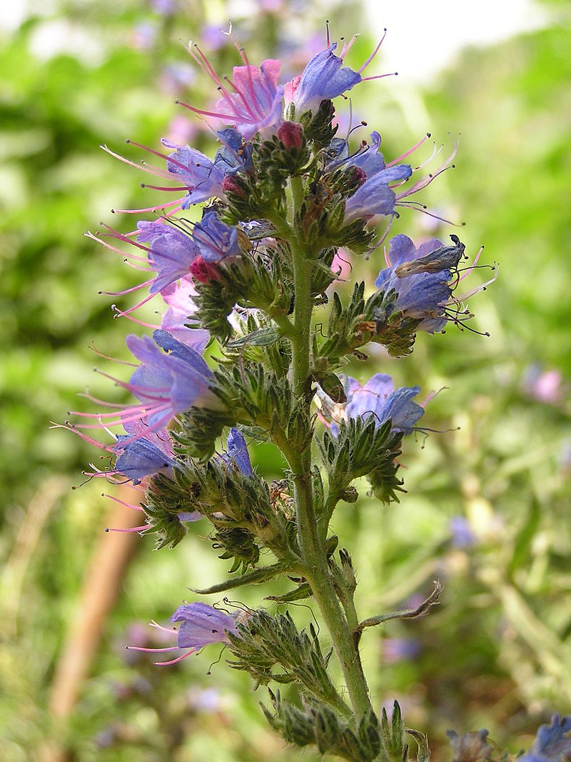 Entre flores y abejas Viborera