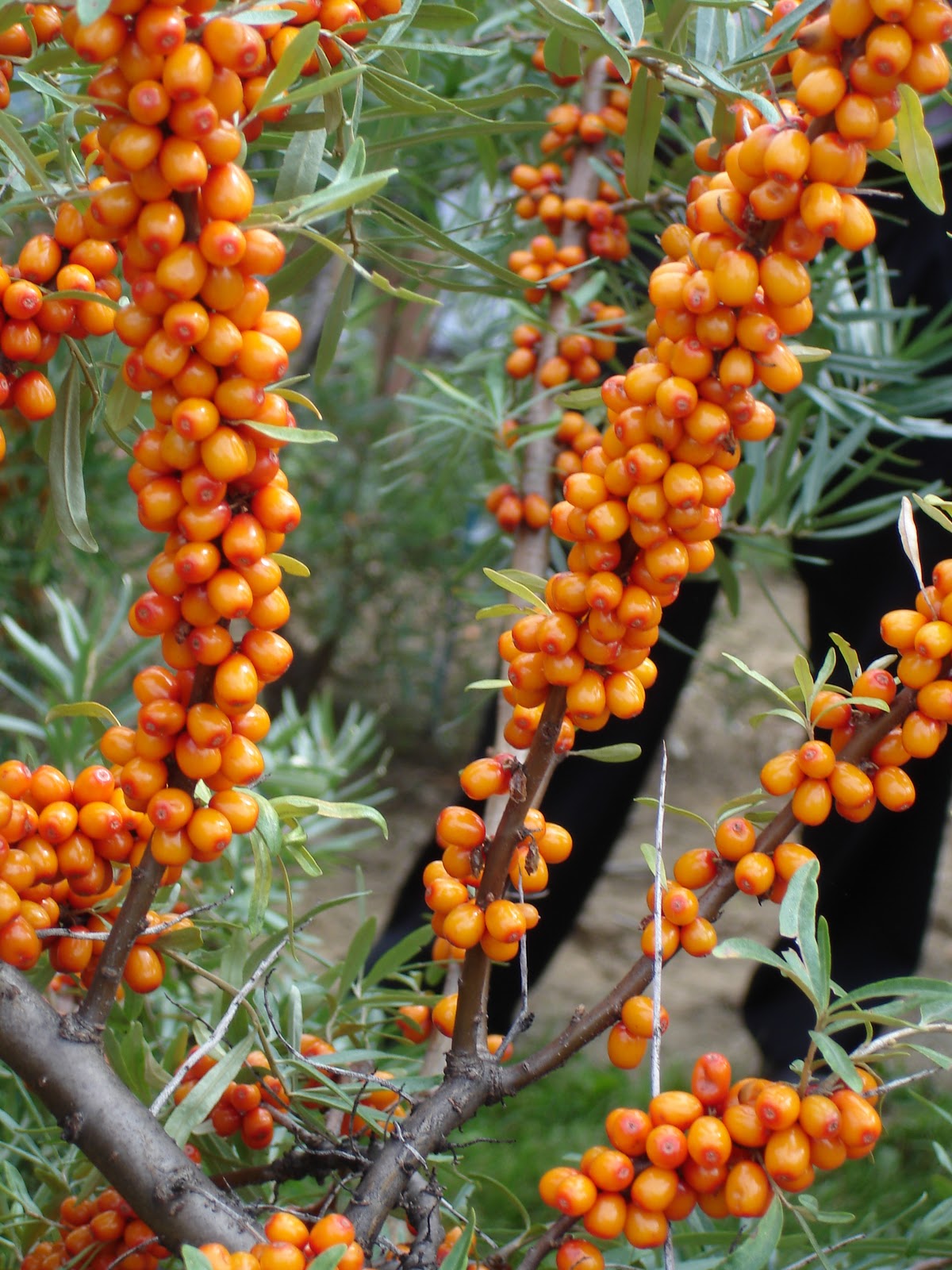 sea buckthorn berries plant iphone wallpaper used juice served addition whole parts into made
