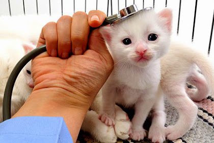 It's Take Your Cat To The Veterinarian Day - August 22nd, 2014!