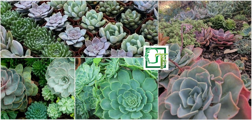 Gardener's Treasures Online Plant Nursery Australia