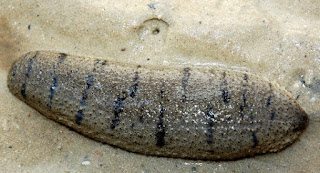Manfaat Timun Laut Buat Menjaga Kesehatan Tubuh dan Mengobati Penyakit Manfaat Timun Laut Buat Menjaga Kesehatan Tubuh dan Mengobati Penyakit