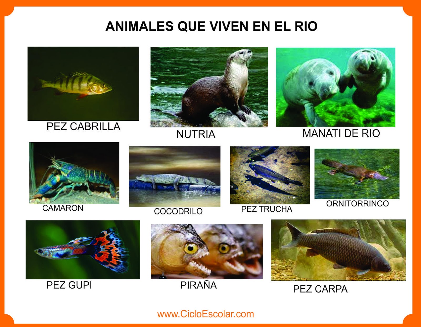 Animales que viven en el bosque, selva, mar, ríos, glaciares Imágenes para recortar Ciclo Animales que viven en el bosque, selva, mar, ríos, glaciares Imágenes para recortar Ciclo