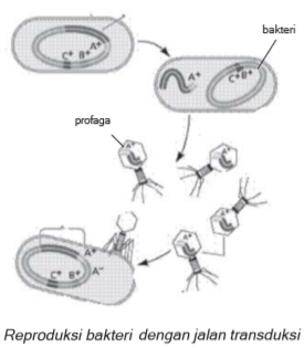 reproduksi bakteri dengan transduksi