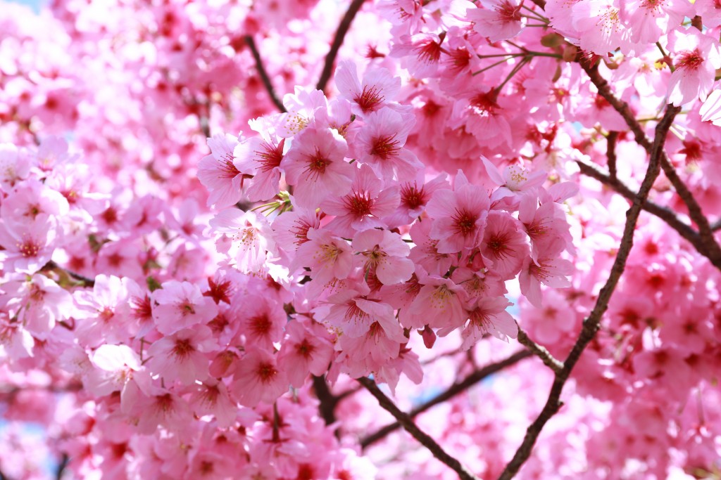 Terbaru 22 Gambar Bunga Sakura Yang Paling Cantik Koleksi Bunga Hd