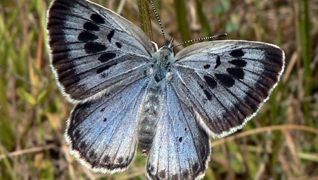 Британского коллекционера признали виновным в убийстве бабочки