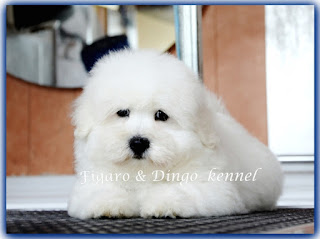 coton_de_tulear_mladicki