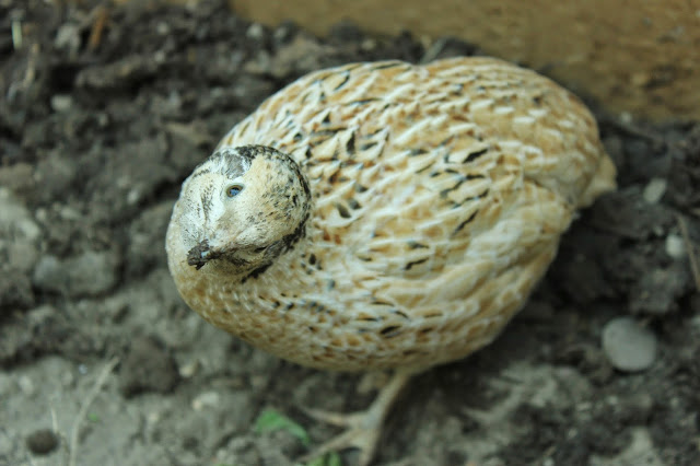 Now what? Golden coturnix quail organically raised