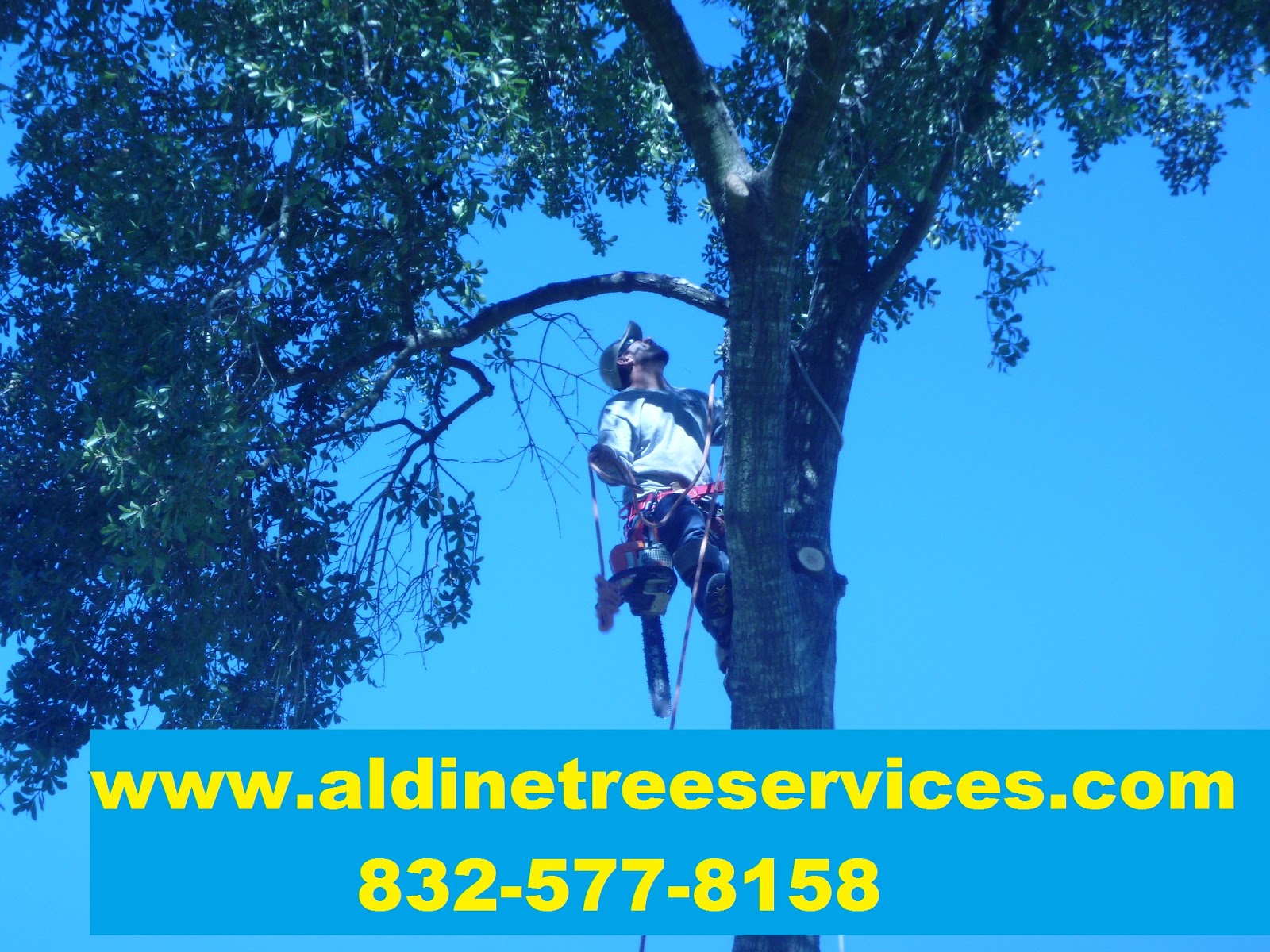 How much does it cost to cut down a Tree? (Are there variables?)