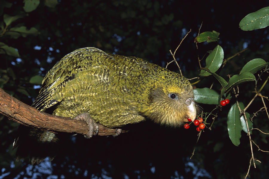 Kakapo SNSH