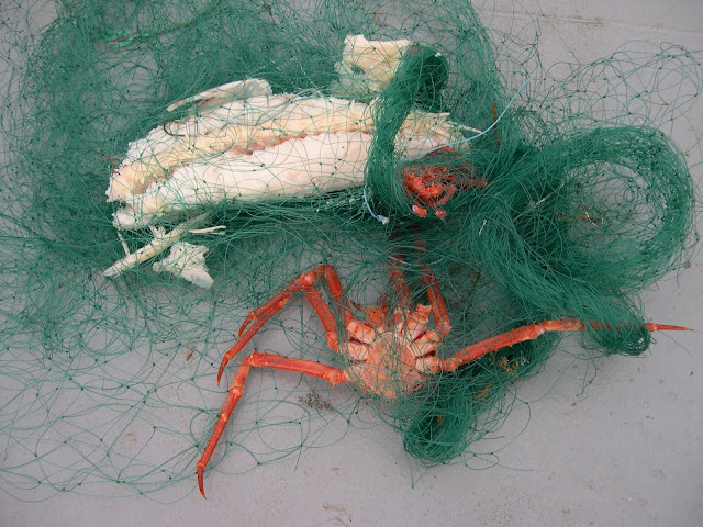 antartida, tronio, observador, biologo, embarcar, ecologia, pesca sostenible, darwin