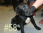 6/11/12 VERY High Kill, Low Adoption Shelter in a very rural area" West Virginia