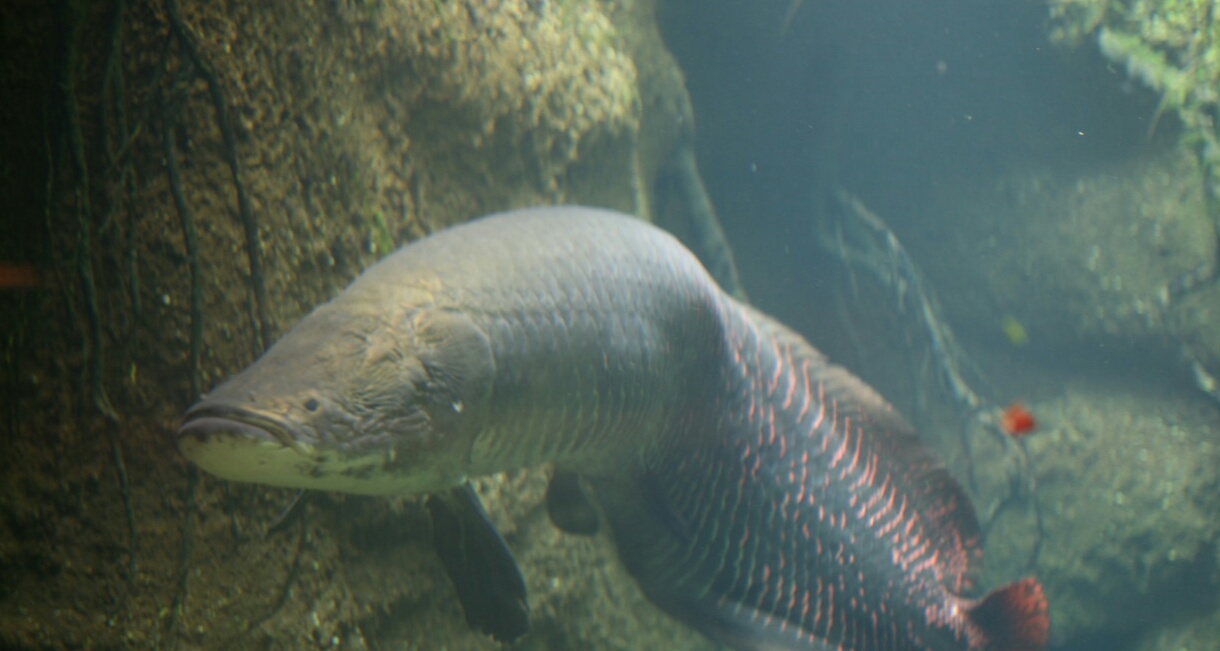 Ikan Arapaima Dilepaskan Di Sungai Brantas, Apakah Berbahaya?? Mario Bd jpg (1220x651)