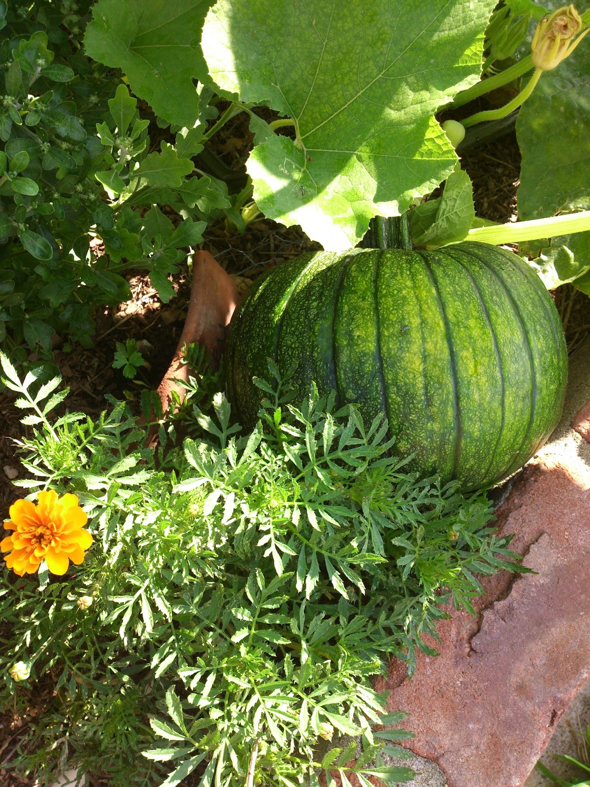 Sunny Simple Life Life in the Chicken Run Garden