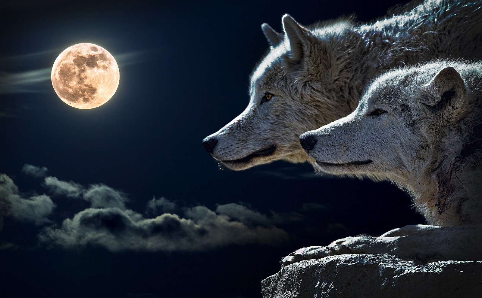 White Wolves White Wolves