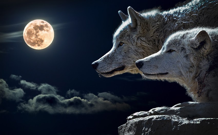 White Wolves White Wolves