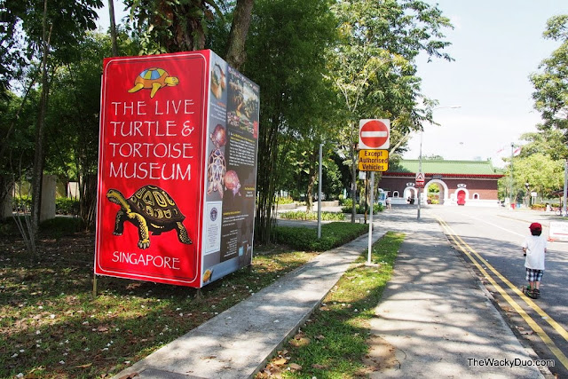 The Live Turtle & Tortoise Museum @ Singapore Chinese Garden