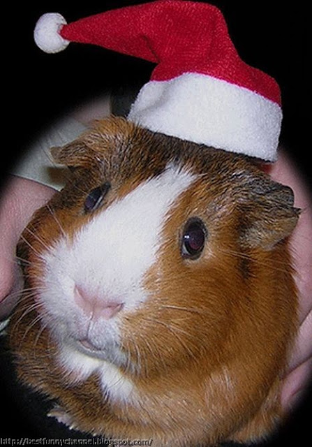 Christmas guinea pig.