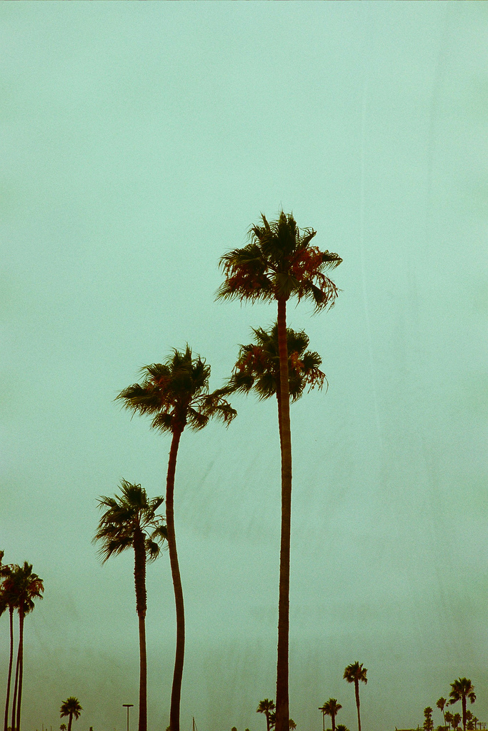 Фото для обложки ВК пальмы. Суть характера в одной картинке пальмы. Palms on love