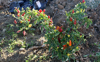 Chillies Chillies