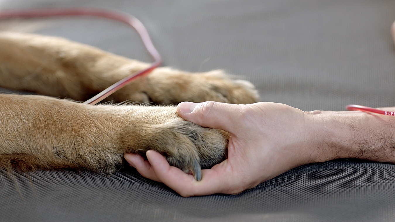 Where Can Dogs Donate Blood